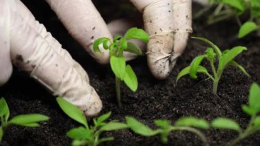 Toprağa ekilmiş yeşil filizler, kadın eli eldivenli serada. Yakın plan. Çiftçilerin yetiştirdiği bir serada organ nakli yapılıyor. Avuç içlerindeki domates tohumu..