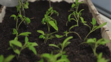 serada filizsu su. sera sulama bahçıvan fide. Yavaş çekim. Close. su akışı yeşil sürgünler üzerine düşer ve toprağa emilir. tarım kavramı.