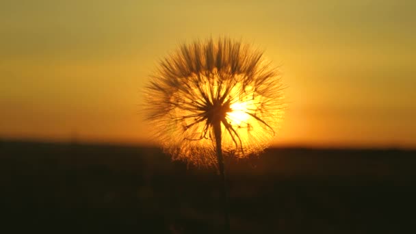 Bloeiende paardebloem bloem bij zonsopgang. Close-up. Paardebloem in het veld op de achtergrond van een prachtige zonsondergang. pluizig paardebloem in de zon. — Stockvideo