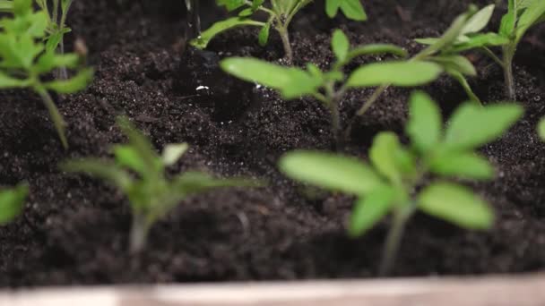 Seedlings in greenhouse watering gardener. Slow motion. close-up. stream of water falls on the green shoots and is absorbed into ground. farming concept. growing seedlings in greenhouse. — Stock Video