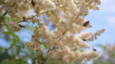 böcekler bir dalda sarı çiçek açan gelen nektar çiçek toplamak. yakın çekim. Ağır çekim. Arı nektarı toplamak ve bir ağaç dalı çiçekler tozlaşmak. Bahar bahçe çiçek tomurcukları ağaçlar üzerinde çiçek.
