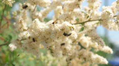 böcekler bir dalda sarı çiçek açan gelen nektar çiçek toplamak. yakın çekim. Ağır çekim. Arı nektarı toplamak ve bir ağaç dalı çiçekler tozlaşmak. Bahar bahçe çiçek tomurcukları ağaçlar üzerinde çiçek.