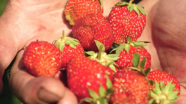 tasty strawberries in the palms of the gardener. the farmer harvested strawberries from the plantations and holds a tasty berry in his hands.