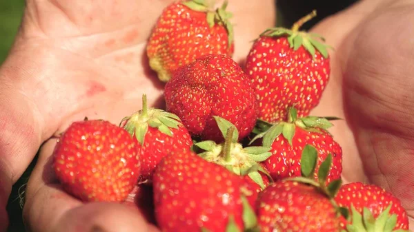 tasty strawberries in the palms of the gardener. the farmer harvested strawberries from the plantations and holds a tasty berry in his hands.