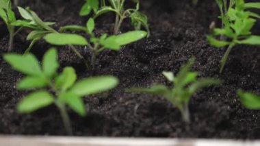 su akışı yeşil sürgünler üzerine düşer ve sera da filiz yeraltı içine emilir. sera sulama bahçıvan fide. Yavaş çekim. Close. tarım kavramı.