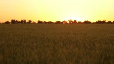 Yaz gün batımında güzel buğday tarlası. Tahıl hasadı yazın olgunlaşır. Tarımsal iş kavramı. organik buğday. yaz akşamı tahıl ile olgun buğday spikelets.