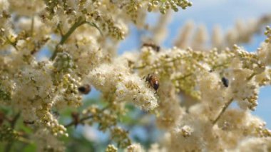 Ağaç dala beyaz çiçekler arılar tarafından tozlaşma. Yavaş hareket. birçok farklı böcek bir şube üzerinde çiçeklenme çiçekler nektar toplamak. Close. ağaçlarda bahar bahçe çiçekleri çiçek, tomurcuklar.