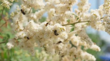 arı ve bir şube üzerinde bir sinek bir ağaçta beyaz çiçekler nektar toplamak. Close. böcekler bir şube üzerinde çiçeklenme sarı çiçekler nektar toplamak. Yavaş hareket. Ağaçlar bahar bahçe çiçekleri çiçek