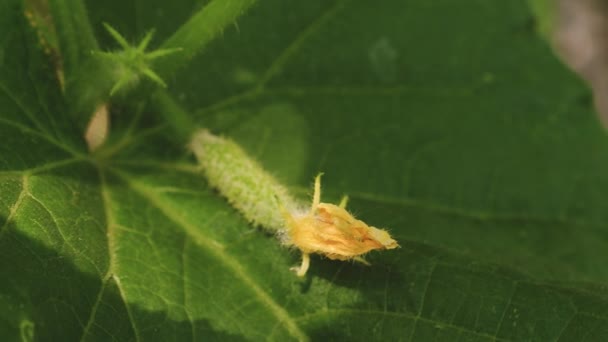 Bloeiende komkommer. komkommer groeit op een bloeiende heester. verse komkommers geteeld in open veld. plantage van komkommers. Groeiende komkommers in kassen. Tuin business. ecologisch schoonmaken. — Stockvideo