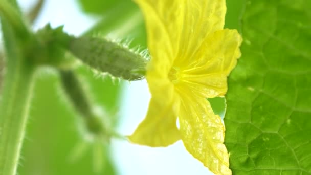 Blühende Gurken. Gartengeschäft. Am Strauch blühen gelbe Gurkenblüten. Blühende Gurken, die in offenem Boden wachsen. Gurkenplantage. Gurken in Gewächshäusern anbauen. — Stockvideo