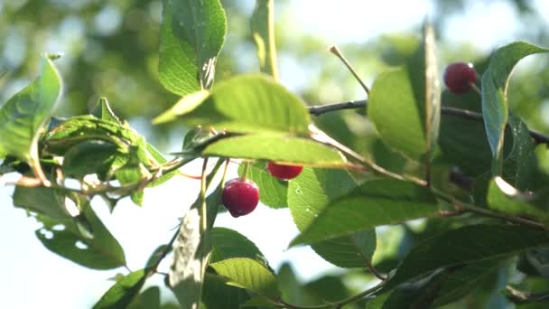 Árvore de cereja depois de uma chuva, as baixas de água em uma cereja vermelha brilham em raios do sol. Cereja vermelha no ramo da árvore com um par de bagas deliciosas, Close-up. pomar de cereja com bagas vermelhas maduras no verão . — Vídeo de Stock