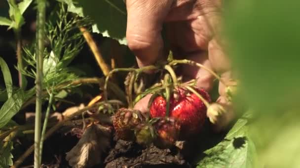 Uma mão de homem rasga um morango vermelho de um arbusto. close-up. um agricultor colhe uma baga madura. jardineiros mão escolheu morangos no verão no jardim . — Vídeo de Stock