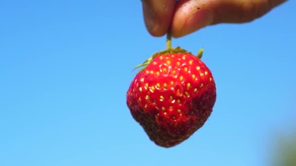Un agricultor muestra fresas rojas con un plan recortado contra un cielo azul. jardinero recoge bayas maduras. el agricultor muestra deliciosas fresas en el verano en el jardín . — Vídeos de Stock