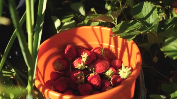 Handen plockar en röd jordgubb från en buske och placerar den i en hink. en bonde skördar ett moget bär. trädgårdsmästare hand samlar jordgubbar på sommaren i trädgården. läcker jordgubbs dessert — Stockvideo