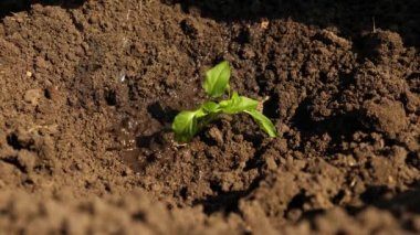 Çiftçilerin eli genç bir yeşil filizi sulıyor. bahçıvan bir fidan tatlı biber yetişir ve su içer. Doğal kaynakların korunması. tarım kavramı. Close