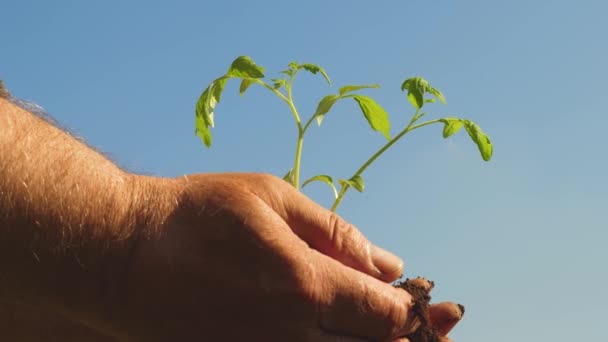 Tomatplantor i händerna närbild. miljövänlig planet. unga gro i händerna på bonden. trädgårdsmästare händer hålla grön fröplanta i sina handflator mot himlen. miljövänlig spira — Stockvideo