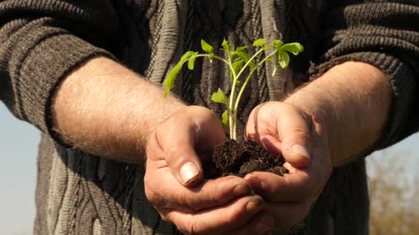 Trädgårdsmästare händer hålla grön fröplanta i sina handflator mot himlen. miljövänlig spira. tomatplantor i händerna närbild. miljövänlig planet. unga gro i händerna på bonden. — Stockvideo