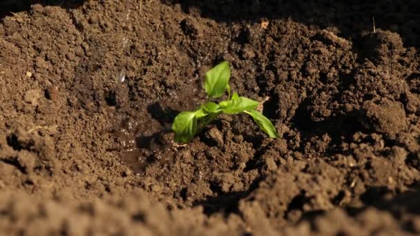 De boeren hand drenken een jonge groene Sprout. tuinman groeit zoete peper uit een Sapling en drinkt water. Instandhouding van natuurlijke hulpbronnen. landbouw concept. Close-up — Stockvideo