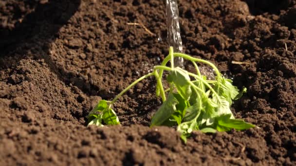 Çiftçi soluk yeşil bir filiz sulama olduğunu. Yavaş çekim. bahçıvan fide ve içecekler su domates yetişir. Doğal kaynakların korunması. tarım kavramı. sulama tesisleri. Close. — Stok video