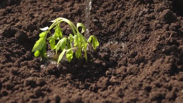 農業の概念。植物に水やり。クローズ アップ。農家は色あせた緑の芽に水をやっている。スローモーション。庭師は苗からトマトを栽培し、水を飲みます。天然資源の保全. — ストック動画