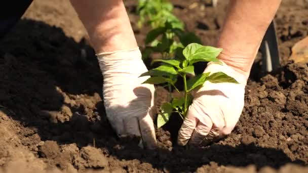 Brote verde plantado en el suelo con las manos en guantes. Primer plano. cultivo de tomatero. Plántulas de tomate se plantan en la plantación en la primavera . — Vídeos de Stock