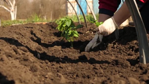 トマトの苗は春にプランテーションに植えられています。手袋に手で地面に植えられた緑の芽。クローズ アップ。トマト農家の栽培. — ストック動画