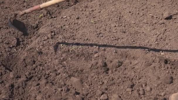 Tuinman bereidt de bodem voor inzaaien. boer werkt de grond, loskomt de grond. man werkt schoffel op de grond. Landbouw instrument is Hoeing veld. Slow Motion — Stockvideo