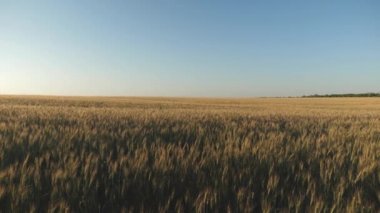 Yaz aylarında tahıl hasat olgunlaştırır. mavi gökyüzüne karşı olgunlaşma buğday alanı. Tahıl ile buğday spikelets rüzgar sallar. Tarımsal iş konsepti. çevre dostu buğday