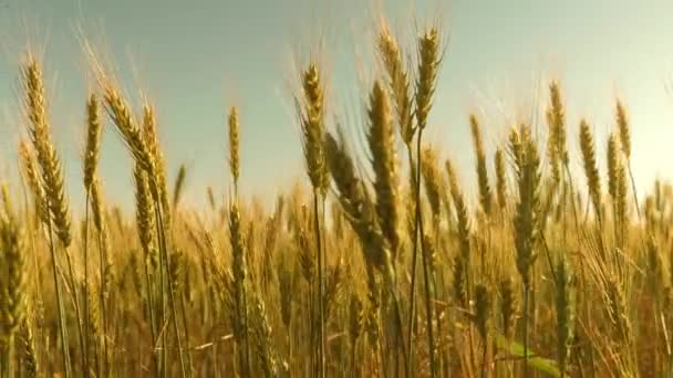 Espiguetas de trigo com grão agita o vento. campo de trigo amadurecendo contra o céu azul. colheita de grãos amadurece no verão. conceito de negócio agrícola. trigo amigo do ambiente — Vídeo de Stock