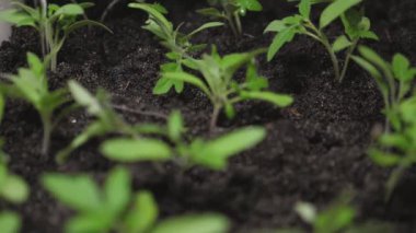 su akışı yeşil sürgünler üzerine düşer ve yere emilir. Yavaş çekim. sera sulama bahçe fide. tarım kavramı. serada fidan yetiştirme.