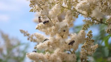 arılar beyaz çiçekler üzerinde sinek ve nektar toplamak. Yavaş çekim. arılar bahçedeki çiçeklerden bal toplarlar. Close. çeşitli böcekler bir dal üzerinde sarı-beyaz çiçekler açan tozlaşma. arı uçuşu.