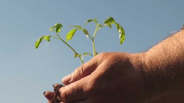 Young sprout in hands of farmer. gardeners hands hold green seedling in their palms against sky. environmentally friendly sprout. tomato seedling in hands close up. environmentally friendly planet. — Stock Video