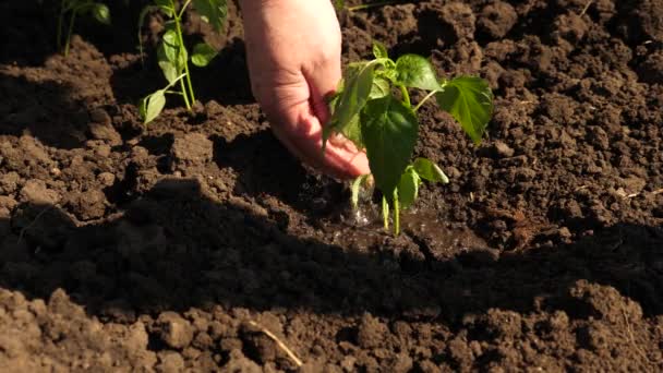 El horticultor cultiva el pimiento dulce del retoño y bebe el agua. La mano de los agricultores está regando un brote verde joven. Conservación de los recursos naturales. concepto de agricultura. primer plano — Vídeos de Stock