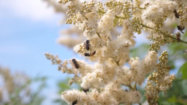 Abelhas coletam néctar e polinizam flores em um galho de árvore. vários insetos reúnem o néctar de flores amarelas florescentes em um ramo. close-up. Movimento lento . — Vídeo de Stock