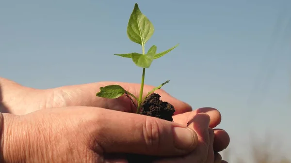 Young sprout in hands of the farmer. gardeners hands hold a green seedling in their palms against the sky. sweet pepper sapling close-up. environmentally friendly sprout. ecologically clean planet — Stock Photo, Image