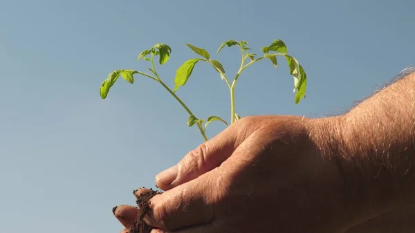 Młody kiełek w rękach farmera. Ręce ogrodników trzymają zielone sadzonki w dłoniach na tle nieba. przyjazne dla środowiska kiełki. sadzonki pomidorów w rękach z bliska. planeta przyjazna środowisku. — Zdjęcie stockowe