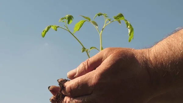 Młody kiełek w rękach farmera. Ręce ogrodników trzymają zielone sadzonki w dłoniach na tle nieba. przyjazne dla środowiska kiełki. sadzonki pomidorów w rękach z bliska. planeta przyjazna środowisku. — Zdjęcie stockowe
