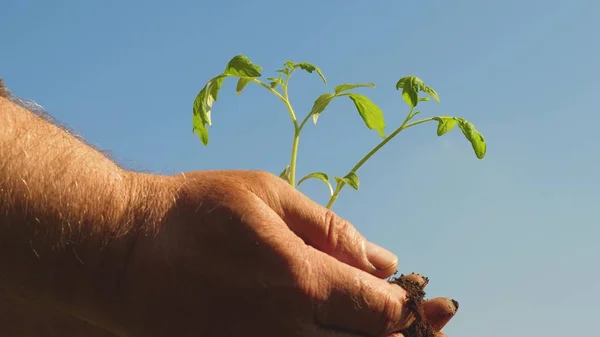 Sadzenia pomidorów w ręce zbliżenie. przyjaznej dla środowiska planety. młodych kiełi w rękach rolnika. ogrodnicy ręce trzymać zielone sadzenia w dłoniach przed niebem. ekologiczne kiełw — Zdjęcie stockowe