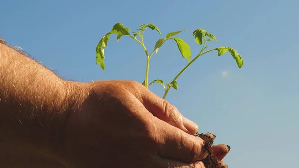 Sadzenia pomidorów w ręce zbliżenie. przyjaznej dla środowiska planety. młodych kiełi w rękach rolnika. ogrodnicy ręce trzymać zielone sadzenia w dłoniach przed niebem. ekologiczne kiełw — Zdjęcie stockowe