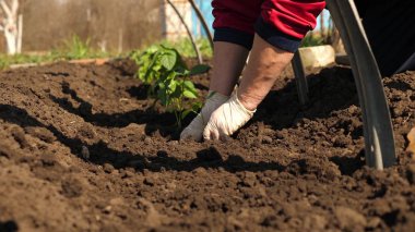 İlkbaharda fidandiken domates fidesi dikilir. Yeşil filiz eldiven elleri ile toprağa dikilir. Close. domates çiftçi yetiştiriciliği.