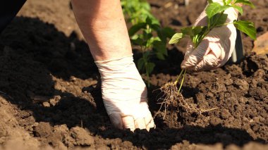 Yeşil filiz eldiven elleri ile toprağa dikilir. Close. domates çiftçi yetiştirme. Domates fidesi ilkbaharda ekime ekilir..