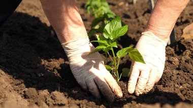 Yeşil filiz eldiven elleri ile toprağa dikilir. Close. domates çiftçi yetiştirme. Domates fidesi ilkbaharda ekime ekilir..
