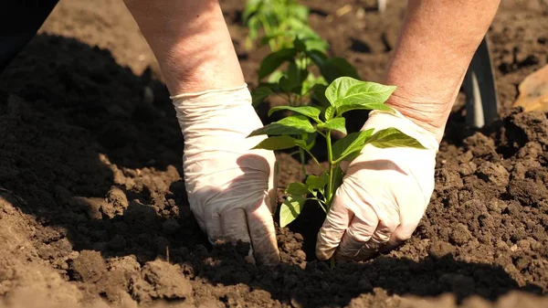 Groene Sprout in de grond geplant met handen in handschoenen. Close-up. teelt van tomaten boer. Tomaten zaailingen worden geplant op de plantage in het voorjaar. — Stockfoto