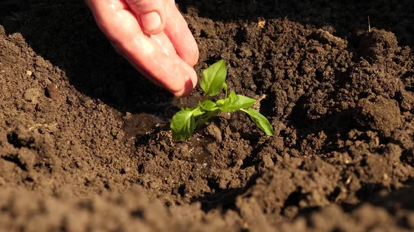 De boeren hand drenken een jonge groene Sprout. tuinman groeit zoete peper uit een Sapling en drinkt water. Instandhouding van natuurlijke hulpbronnen. landbouw concept. Close-up — Stockfoto