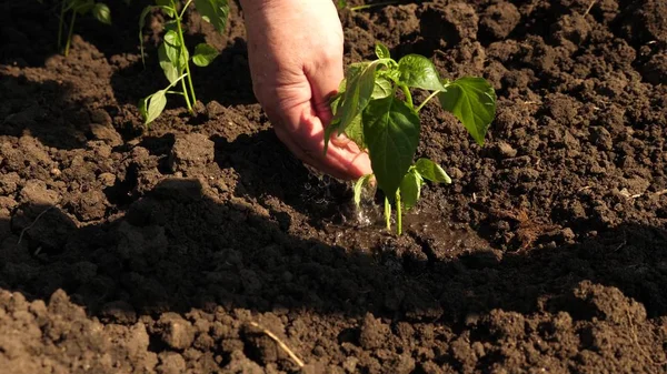 Tuinman groeit zoete peper uit een Sapling en drinkt water. De boeren hand drenken een jonge groene Sprout. Instandhouding van natuurlijke hulpbronnen. landbouw concept. Close-up — Stockfoto