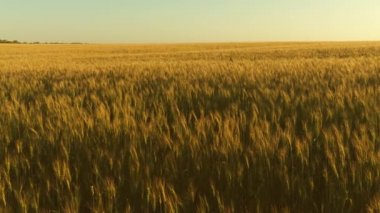 Yaz aylarında tahıl hasat olgunlaştırır. mavi gökyüzüne karşı olgunlaşma buğday alanı. Tahıl ile buğday spikelets rüzgar sallar. Tarımsal iş konsepti. çevre dostu buğday