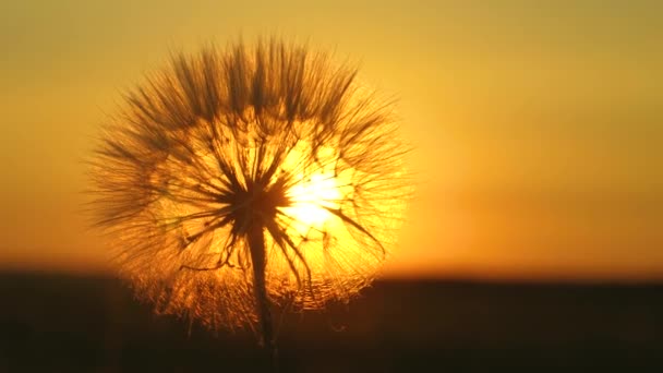 Kwitnący mniszek kwiat o wschodzie słońca. Zbliżenie. Mniszek lekarski w polu na tle pięknego zachodu słońca. Puszyste mniszek lekarski w słońcu. — Wideo stockowe