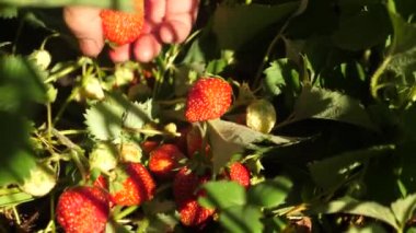 çiftçi olgun bir meyve hasat. bahçıvanlar el bahçede yaz aylarında çilek gösterir. erkek el çalılar üzerinde kırmızı çilek gösterir.