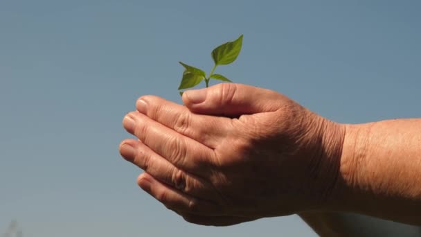 Gardeners hands hold a green seedling in their palms against the sky. environmentally friendly sprout. young sprout in hands of the farmer. sweet pepper sapling close-up. ecologically clean planet — Stock Video