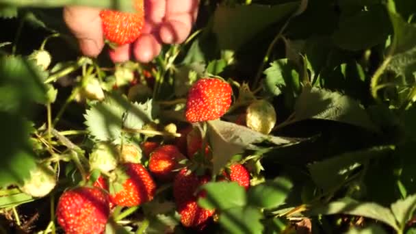 Bonden skördar en mogen bär. trädgårdsmästare hand visar jordgubbar på sommaren i trädgården. manliga handen visar röda jordgubbar på buskarna. — Stockvideo